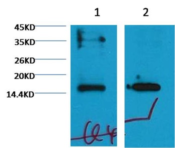 Histone H3 (mono methyl K79) antibody