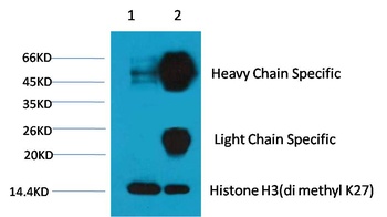 Histone H3 (di methyl K27) antibody