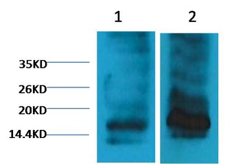 Histone H3(tri methyl K9) Monoclonal antibody