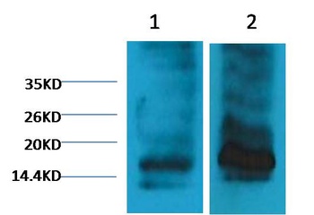 Histone H3 (tri methyl K9) antibody