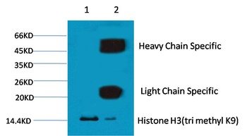 Histone H3 (tri methyl K9) antibody