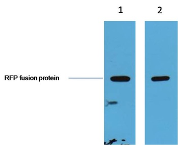 RFP-Tag Rabbit pAb