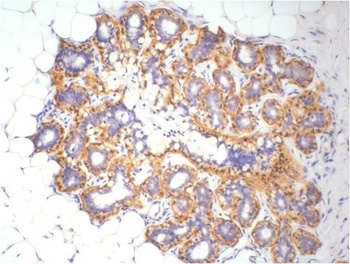 β-actin Rabbit pAb