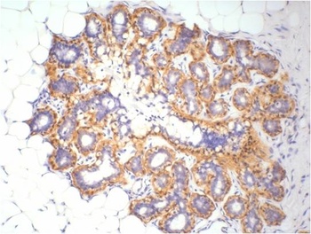 beta-actin antibody