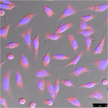 β-actin Rabbit pAb