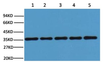 GAPDH Rabbit pAb Antibody