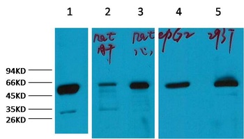 α-tubulin Rabbit pAb