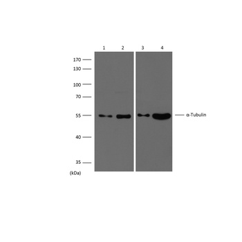 α-tubulin Rabbit pAb