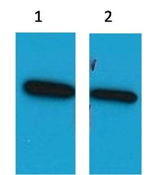 ECFP-Tag Mouse pAb