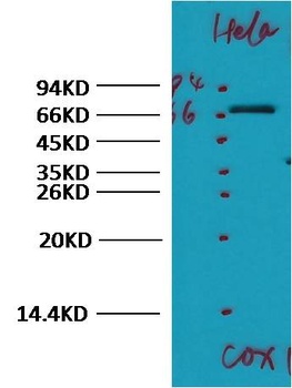 COX1/Cyclooxygenase 1 Rabbit pAb