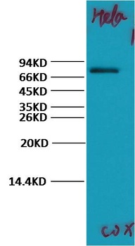 COX2/Cyclooxygenase 2 Rabbit pAb Antibody