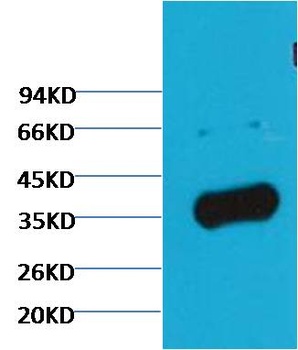 GAPDH Rabbit pAb Antibody