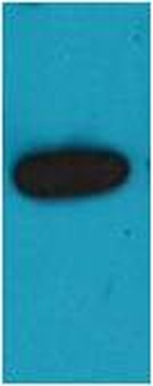 mOrange-Tag Rabbit pAb