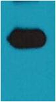 mOrange-Tag Mouse pAb