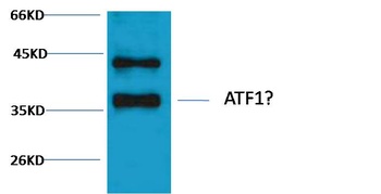 CREB Rabbit pAb Antibody