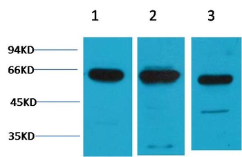 c-Fos Rabbit pAb Antibody