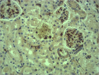 c-Fos Rabbit pAb Antibody
