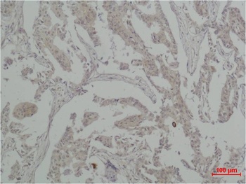 Vinculin Rabbit pAb