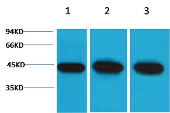 α-Smooth Muscle Actin Rabbit pAb