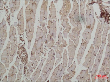 β II Tubulin Rabbit pAb