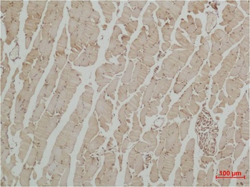 β III Tubulin Rabbit pAb