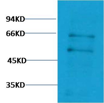 c-Myc Rabbit pAb Antibody