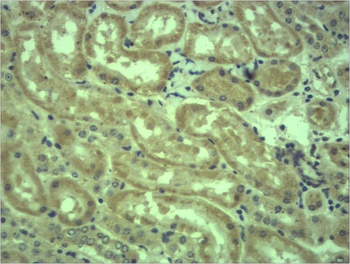 c-Myc Rabbit pAb Antibody