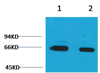Bovine Serum Albumin Rabbit pAb Antibody