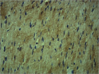 β Tubulin Rabbit pAb