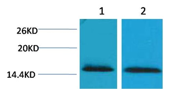 Histone H2B(Tri Methyl Lys43) Rabbit pAb Antibody