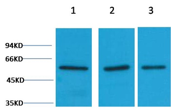 Vimentin Rabbit pAb Antibody