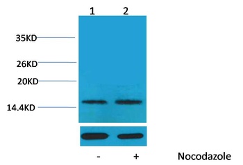 Histone H1(Phospho Thr17) Rabbit pAb