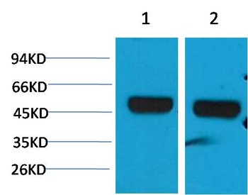 beta 1 Sodium Potassium ATPase Rabbit pAb Antibody