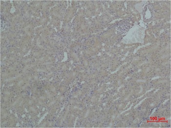 HSP90 α Rabbit pAb