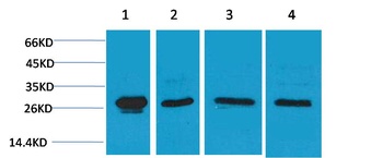 HSP27 Rabbit pAb