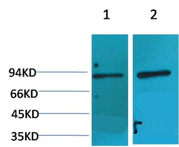 HIF-1 β/ARNT Rabbit pAb Antibody
