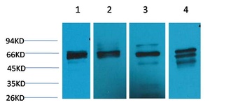 Beclin-1 Rabbit pAb Antibody
