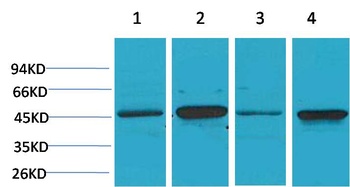 GSK 3β Rabbit pAb Antibody