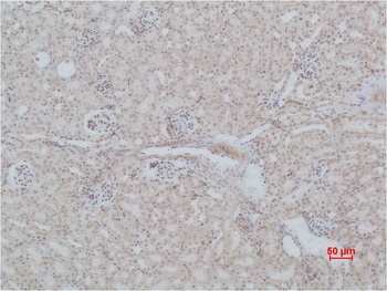 Angiotensin(1-7) Mas Receptor Rabbit pAb
