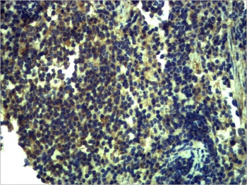 TLR13 Rabbit pAb Antibody