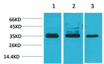 Cav γ4 Rabbit pAb Antibody