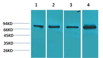 PI3 Kinase P85α Rabbit pAb Antibody