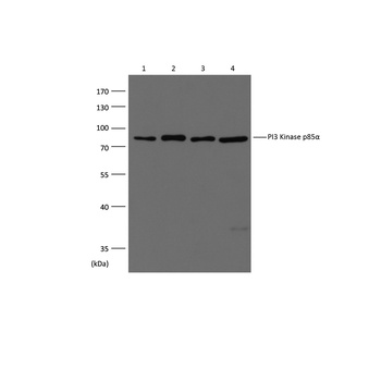 PI3 Kinase P85α Rabbit pAb Antibody
