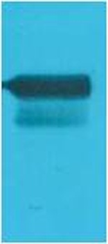 GAL4 Activation Domain Rabbit pAb Antibody