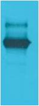 LexA DNA Binding Region Rabbit pAb Antibody