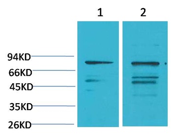 PI3 Kinase P85α Rabbit pAb Antibody