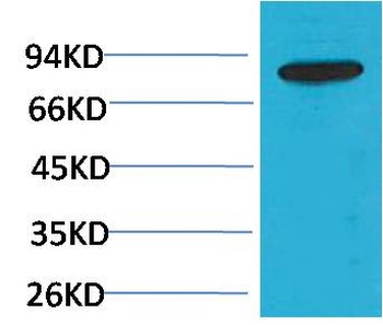 PI3 Kinase P85β Rabbit pAb Antibody