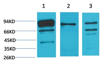 Calnexin Rabbit pAb Antibody