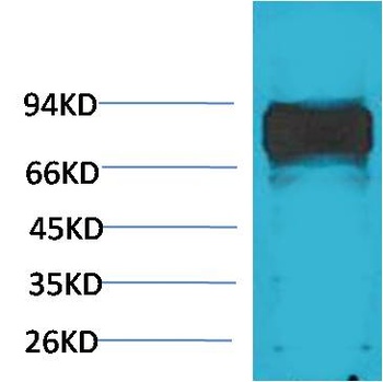 c-Raf Rabbit pAb Antibody