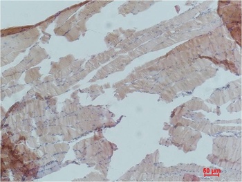 AMPKα1 Rabbit pAb